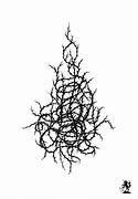 Image result for Thorns On Vines Drawing