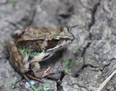 Image result for Hopping Frog in a Pond