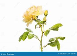 Image result for Where to Plant Rose of Sharon