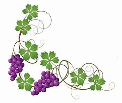 Image result for Vine Clip Art Transparent