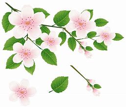 Image result for Flower Branch PNG