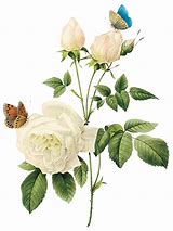 Image result for White Rose Watercolor Greenery PNG