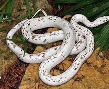 Image result for Beautiful Corn Snakes