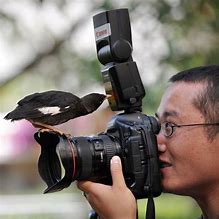 Image result for Perched Bird Camera Top View