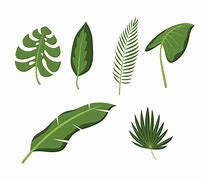 Image result for Tropical Leaf Vector File