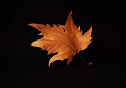 Image result for Autumn Leaf Black and White