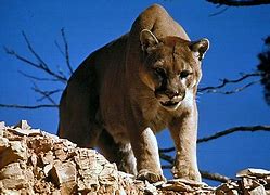 Image result for Mountain Lion Cougar Animal