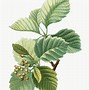 Image result for Maple Tree Branch Vector