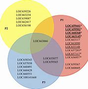 Image result for Lycophyte Life Cycle