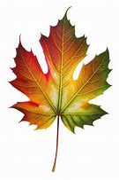 Image result for Green/Blue Maple Leaf