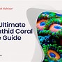 Image result for Coral Placement Chart