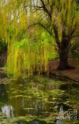 Image result for Weeping Willow Pond