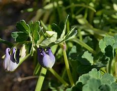 Image result for Columbine Yellpw