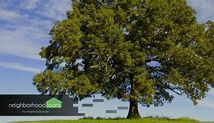 Image result for Illinois State Tree White Oak