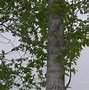 Image result for Obtuse Tree Branch