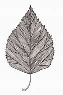 Image result for Oak Leaf Art