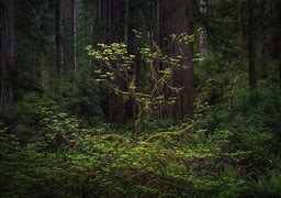 Image result for Small Forest Trees