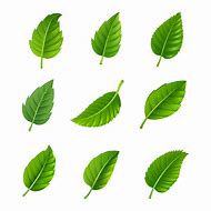 Image result for Leaf Vector Illustration