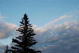 Image result for Cartoon Pine Tree Silhouette