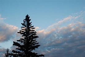 Image result for Pine Tree Silhouette Clip Art Images