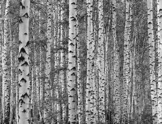 Image result for Fall Birch Tree Leaf Garland