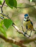 Image result for Bird Perched On a Branch