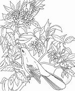 Image result for Indiana State Bird Coloring Page