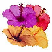 Image result for Flowers Like Hibiscus