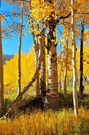 Image result for Aspen Tree Michigan