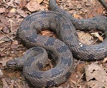 Image result for Brown Water Snake