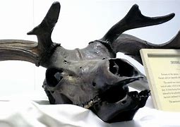 Image result for Skeleton Drawing Irish Elk