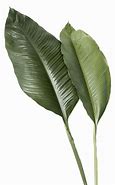 Image result for Tropical Leaf Transparent