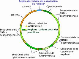 Image result for Human DNA Structure