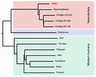 Image result for Homo Sapiens Ancestry