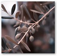 Image result for Olive Branch Symbolism