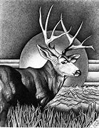 Image result for Sketches of Mule Deer