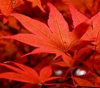 Image result for Large Pile of Leaves