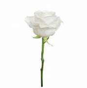 Image result for Single Long Stem White Rose