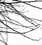 Image result for Branch with Leaves Silhouette Vector