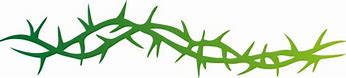 Image result for Thorns On Vines Drawing