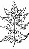 Image result for Coloring Picture of Leaf