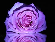 Image result for Baby Rose Flower