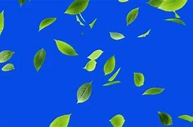 Image result for Green Tea Leaves Icon