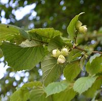 Image result for Hazel Tree Leaf