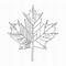 Image result for Maple Leaf Coloring