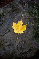 Image result for Maple Leaf Coloring