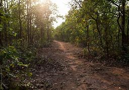 Image result for Wet Jungle Mud Path