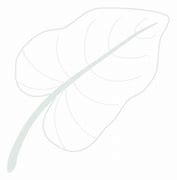 Image result for Line Art Leaf Vector