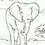 Image result for Zentangle Elephant Coloring Pages