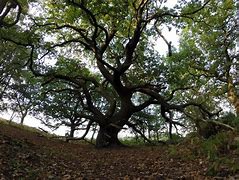 Image result for Wise Oak Tree